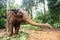 Tamed Elephant in jungle deep forest for Tourism