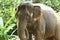 Tamed Elephant in jungle deep forest for Tourism