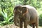 Tamed Elephant in jungle deep forest for Tourism