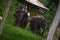 Tamed Elephants of lattaguri forest