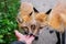 Tamed foxes playing with man`s hand