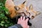 Tamed foxes playing with man`s hand