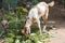 Tamed goat eats the leaves of shrubs