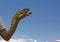 Tamed green lizard sitting on the hand of a man against the background of blue sky