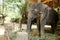 Tamed grey elephants with yellow saddles standing and waiting for tourists.