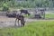 Tamed reindeer graze in the Siberian taiga