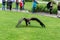 A tamed vulture takes off from the lawn