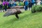 A tamed vulture takes off from the lawn