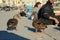 The tamed wild ducks are walking on the riverside in Stockholm