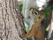 Tamiasciurus Hudsonicus or red squirrel in tree