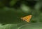 Tamil Dart Butterfly seen at Mumbai,Maharashtra,India