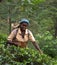 Tamil tea picker in Nuwara Eliya