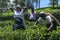 Tamil tea pickers gather a crop of fresh leaves on a plantation in the Nuwara Eliya region of Sri Lanka.