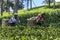 Tamil tea pickers move through a plantation in the Nuwara Eliya region of Sri Lanka.
