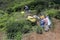 Tamil tea pickers at Nuwara Eliya in Sri Lanka.