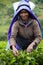 Tamil woman picks fresh tea leaves