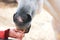 Taming pets. A gray horse eats from a man hand. The concept of trust, help animals