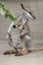 Tammar Wallaby