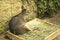 Tammar Wallaby Kangaroo sleeping in wooden box with herbs