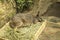 Tammar Wallaby Kangaroo sleeping in wooden box with herbs