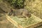 Tammar Wallaby Kangaroo sleeping in wooden box with herbs