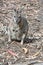 The tammar wallaby is looking for food amongst the twigs and leaves