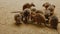 Tammar Wallaby Macropus eugenii feeding