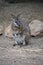 The tammar wallaby is a small grey, tan and white wallaby