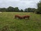 Tamworth Piglets Roaming Free in Knepp Estate Meadow