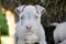 Tan American Pit Bull Puppy with blue eyes