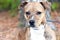 Tan brindle Pitbull hound mix breed dog adoption rescue photo