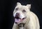 Tan brindle senior Pitbull Terrier portrait on black background