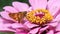 A tan and brown Peck\\\'s Skipper Butterfly (Polites peckius) drinking nectar from a pink zinnia flower.