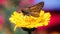 A tan and brown skipper butterfly pollinating a yellow Garland daisy with a colorful background.