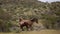 Tan buckskin and red bay wild horse stallions running while fighting in the springtime desert in the Salt River desert