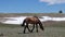 Tan Buckskin wild horse stallion snaking near snowfield in the western USA