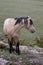 Tan buckskin wild horse stallion standing on ridge in the Pryor mountains in Montana USA