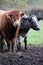 Tan Bull & cow in a muddy & grassy field