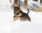 Tan bull terrier running in the snow