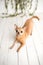 Tan Chihuahua on an indoor photo set, adorable senior dog