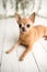 Tan Chihuahua on an indoor photo set, adorable senior dog