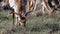 A tan deer with antlers grazing on grass