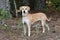 Tan female Beagle hound mix dog outside on leash