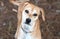 Tan female Beagle hound mix dog outside on leash