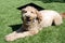 Tan Goldendoodle Dog Wearing a Graduation Cap