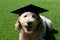 Tan Goldendoodle Dog Wearing a Graduation Cap