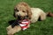 Tan Goldendoodle Dog Wearing Patriotic Bandana