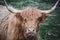 A tan highland cattle bull closeup while eating