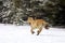 Tan Horse Galloping in Snow