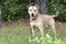 Tan male Shepherd Pitbull mix dog rescue adoption pet photo blog waltonpets